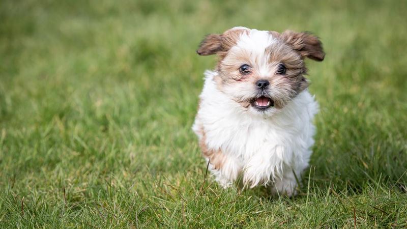 Comprehensive Guide to Finding Quality Shih Tzu Puppies Across the United States