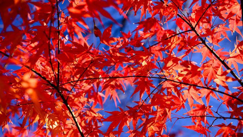 Exploring Maple Trees: Pruning Techniques, Benefits, and Fascinating Facts