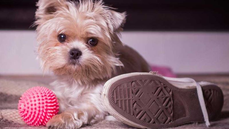 Essential Insights About Morkie Dogs: What Every Pet Owner Should Know