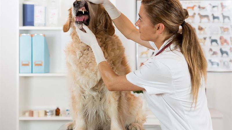 Effective Natural Strategies to Alleviate Canine Discomfort and Pain