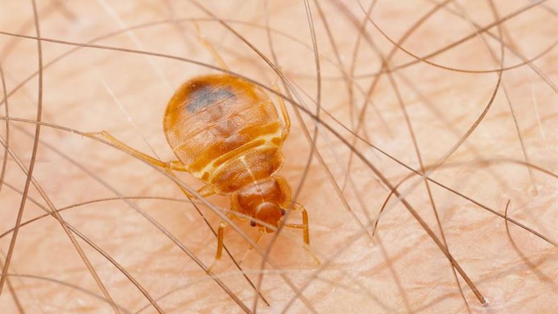 Comprehensive Strategies to Eliminate Bed Bugs and Protect Your Home