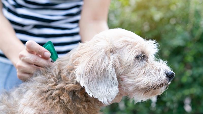 Effective Home Strategies and Medical Solutions for Preventing Flea and Tick Invasions in Dogs