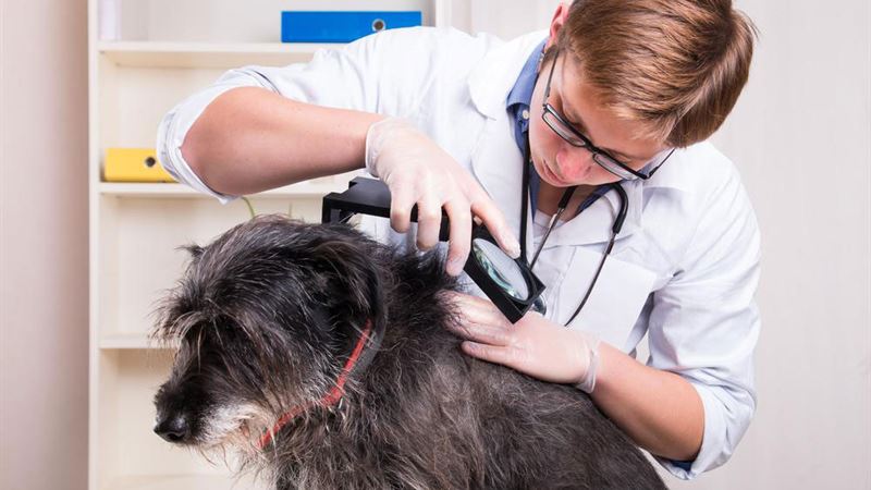 Protecting Your Health: Recognizing Dog-Borne Diseases That Can Affect Owners