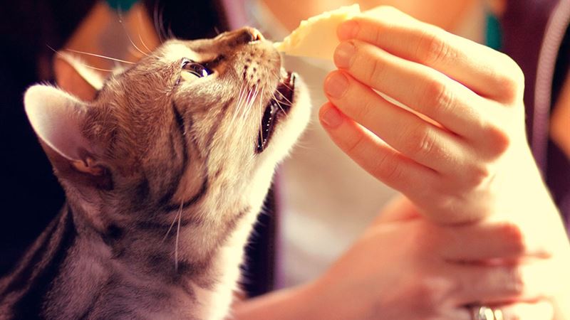 Safe Human Foods Suitable for Cats: A Comprehensive Guide