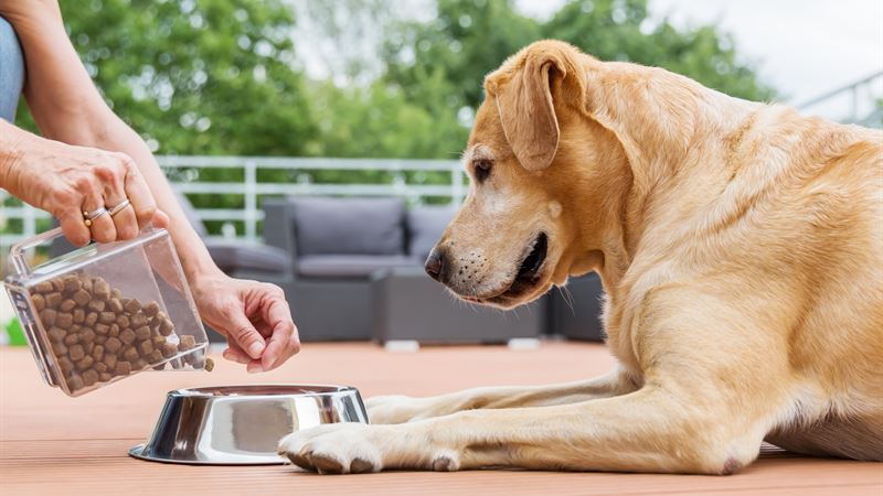 Identifying and Managing Common Food Allergens in Cats and Dogs