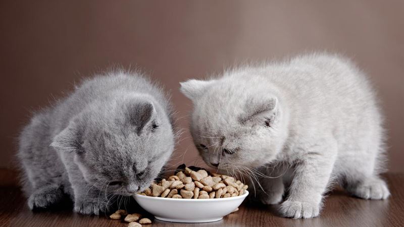 Ultimate Guide to Homemade Cat Food: Tasty Recipes and Nutritional Tips