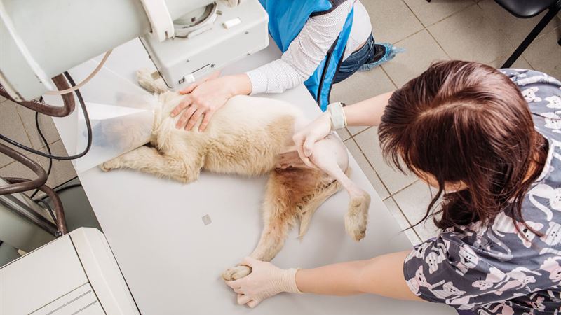 Comprehensive Guide to Pet Insurance for Diagnostic X-Rays