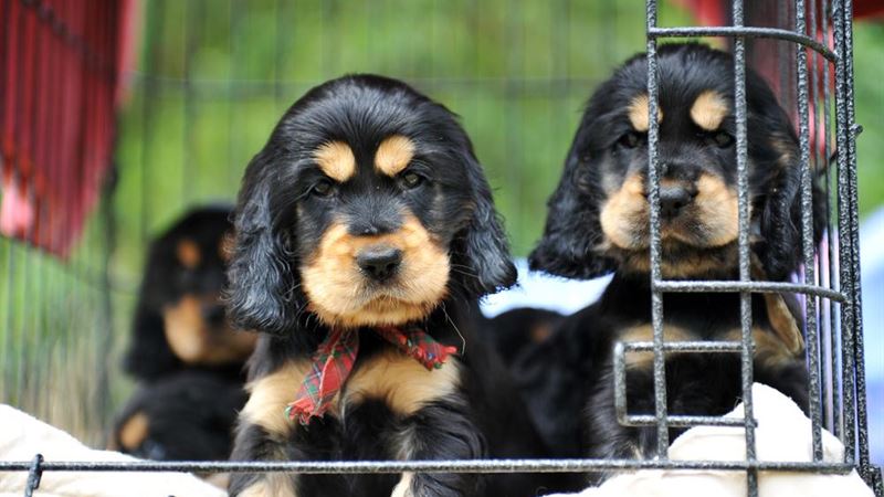 Top Small Dog Breeds That Make Wonderful Companions for All Ages