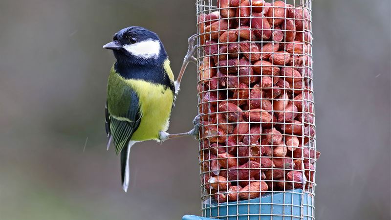 Ultimate Guide to Nourishing Wild Birds: Top 5 Food Choices for Backyard Bird Enthusiasts