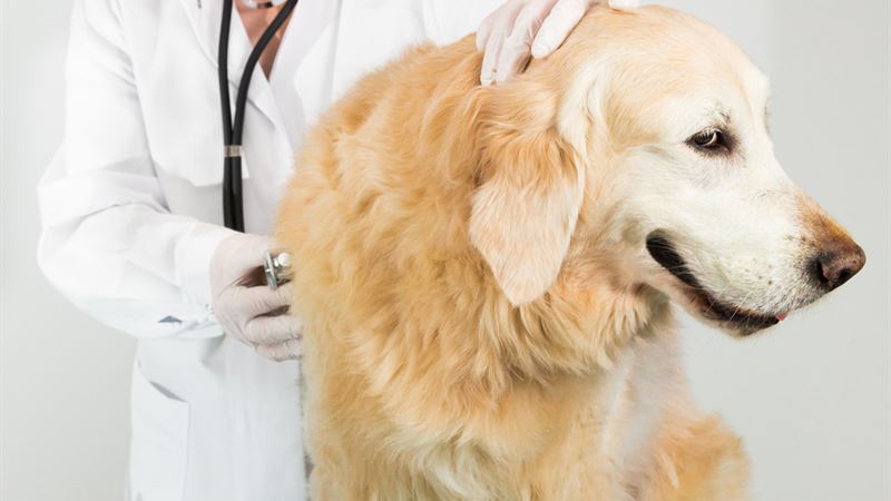 Choosing the Best Flea Treatment Options for Cats and Dogs: A Comprehensive Guide