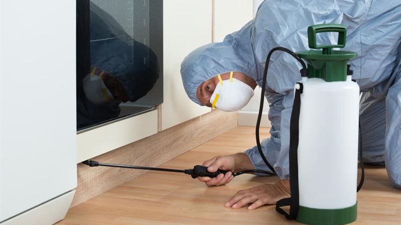 Effective Strategies to Prevent Bedbug Infestations Using Sprays and Natural Alternatives