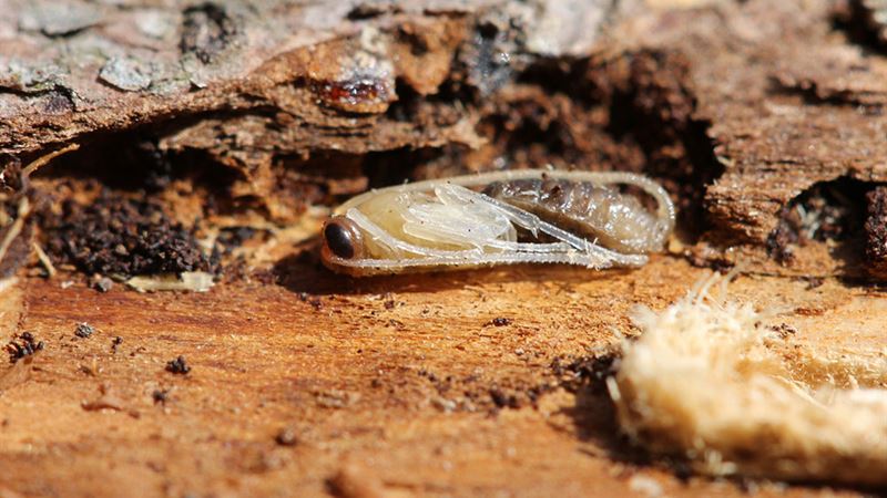 Comprehensive Guide to Tree Borers: Identification, Prevention, and Control Strategies
