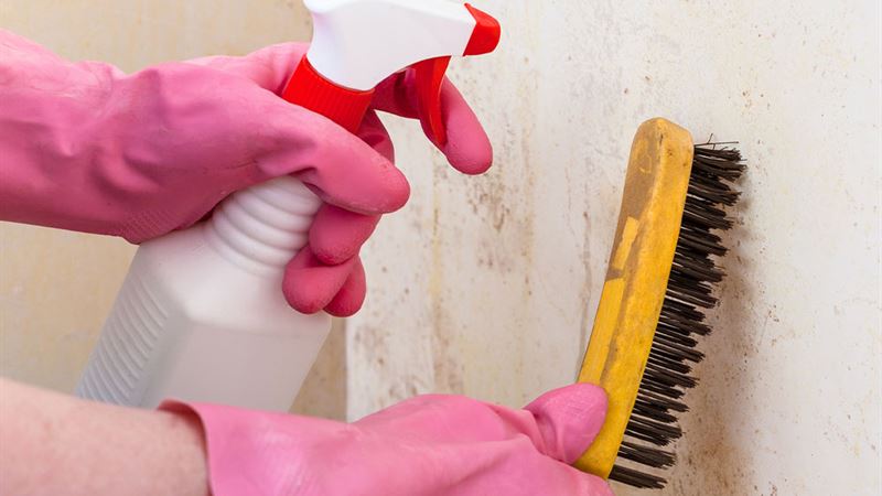 Comprehensive Guide to Effective Mold Remediation and Removal Solutions