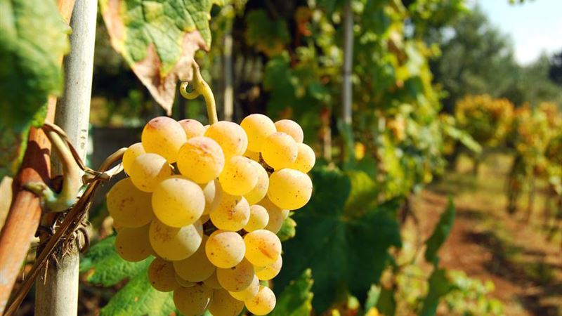 Comprehensive Guide to Managing Overactive Bladder: Symptoms, Treatments, and Home Remedies