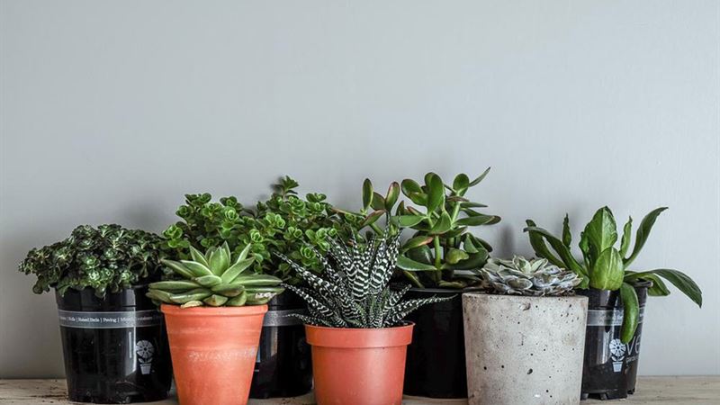 Ultimate Guide to Low-Maintenance Indoor Plants for a Beautiful Home