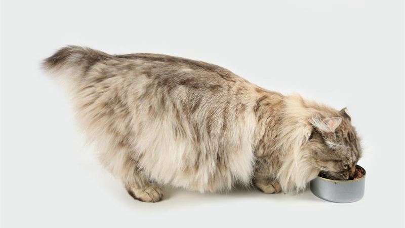 Best 10 Premium Wet Cat Foods for Optimal Feline Nutrition