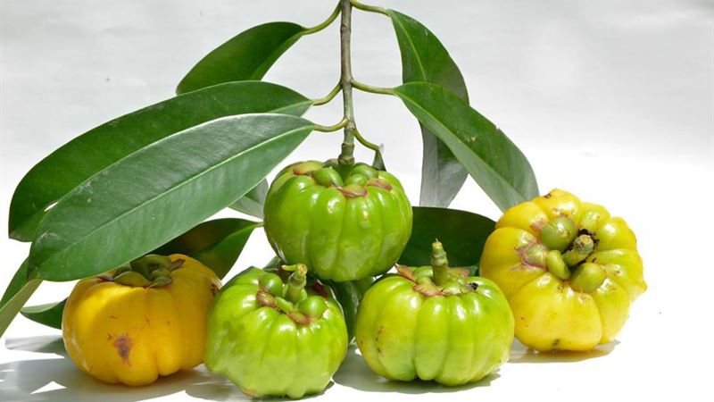 Comprehensive Overview of Garcinia Cambogia: Benefits, Risks, and Scientific Evidence