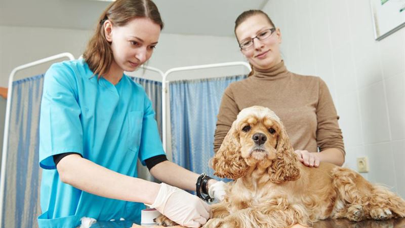Comprehensive Guide to Pet Insurance: Protecting Your Furry Friends