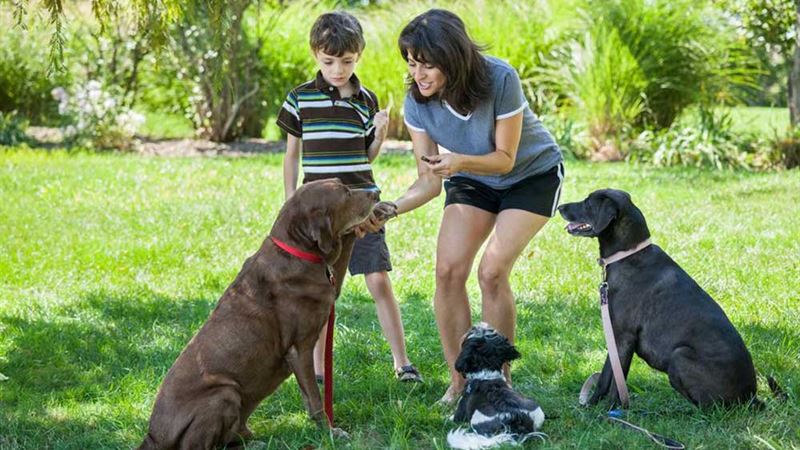 Top Healthy and Nutritious Dog Treats Every Pet Owner Should Know About