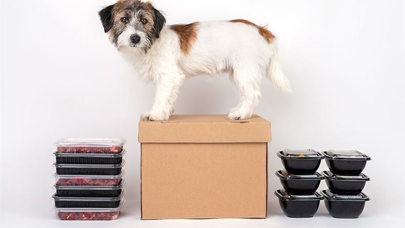 Top Three Pet Subscription Boxes for Puppies in 2024