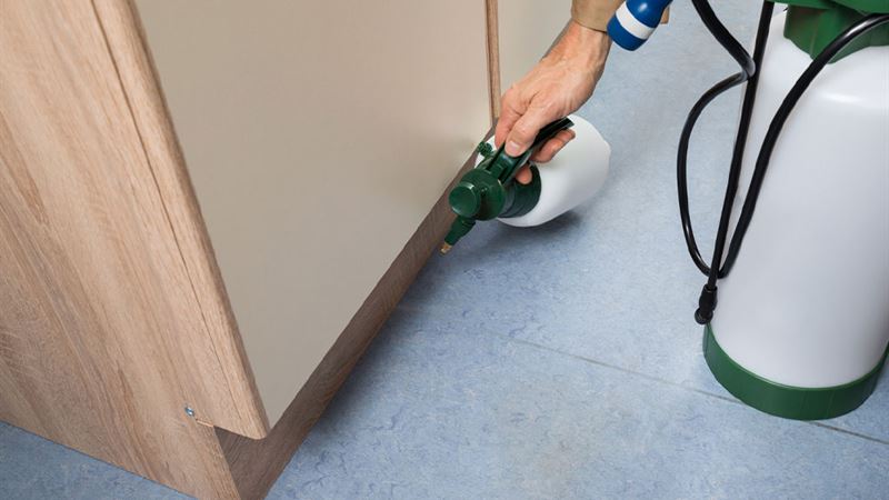 Effective Strategies for Managing and Eradicating Bed Bug Infestations