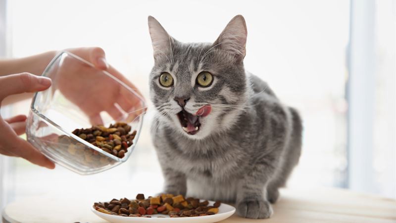 Ultimate Guide to Feeding Your Cats: Top Nutritional Choices for a Healthy Feline Life
