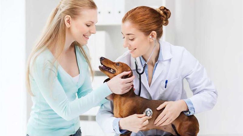 Comprehensive Guide to Selecting the Right Pet Insurance for Your Furry Friend