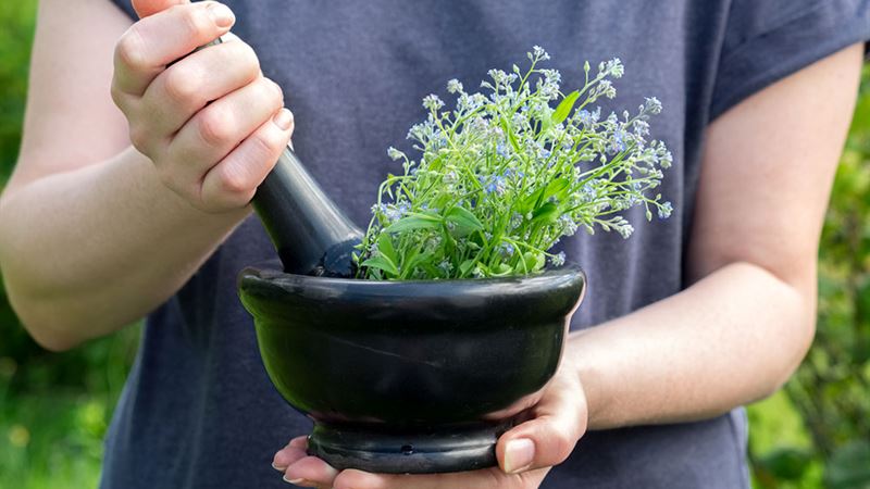 Comprehensive Guide to Cultivating Herbs Indoors Using Water Propagation Techniques