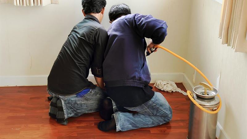 Effective Home Remedies to Eliminate Fleas and Keep Your House Pest-Free