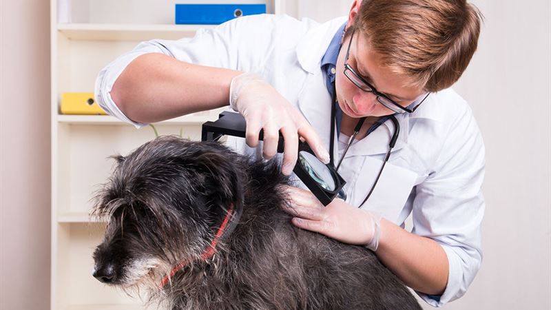 Effective Home Strategies to Eliminate Fleas Naturally