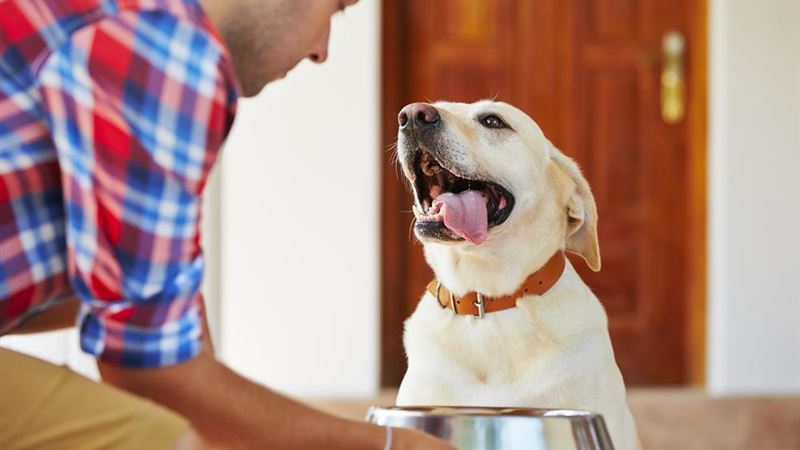 Comprehensive Guide to Choosing the Optimal Puppy Food for Your Furry Friend