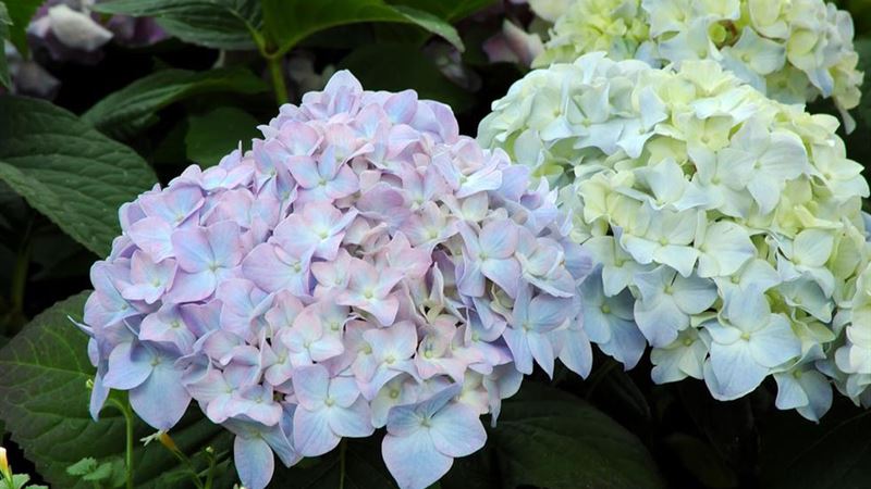 Comprehensive Guide to Cultivating and Maintaining Vibrant Hydrangeas