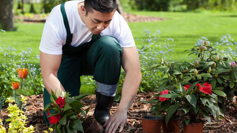Essential Guide to Cultivating Beautiful Flowers in Your Garden Throughout the Year