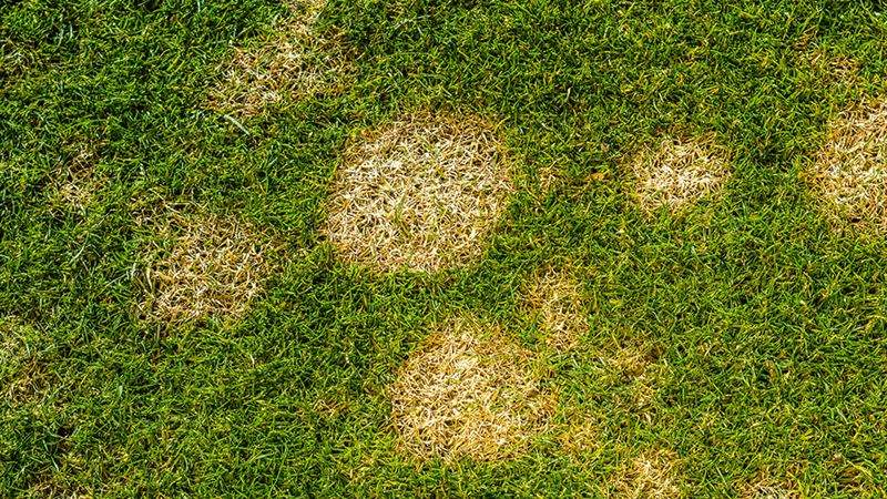 Comprehensive Guide to Lawn Top Dressing: Types, Techniques, and Benefits