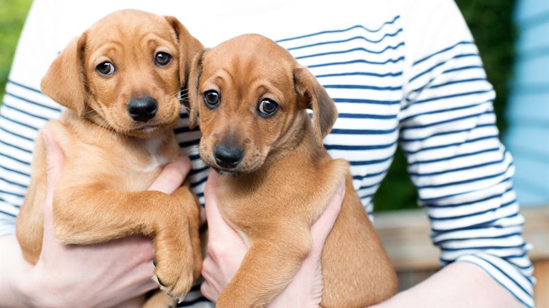 Comprehensive Guide to Adopting a Dog from a Shelter: Everything You Need to Know