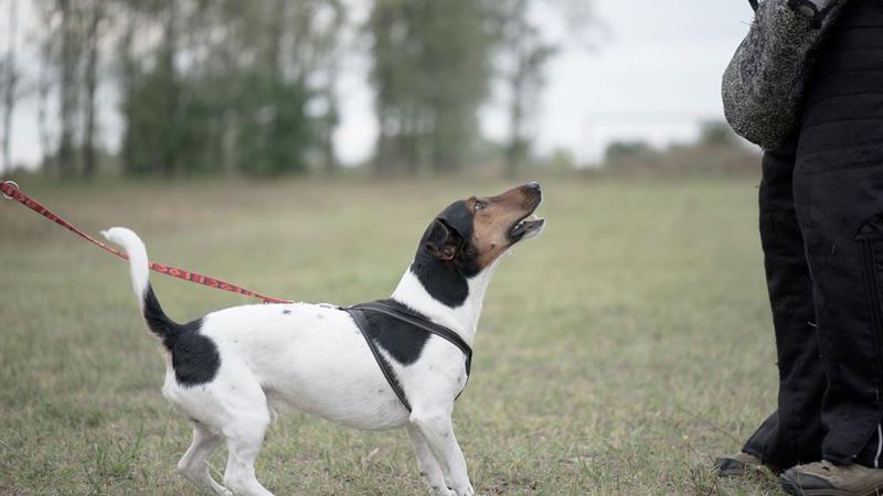 Comprehensive Guide to Effective Dog Training: Top Strategies for a Well-Behaved Pet