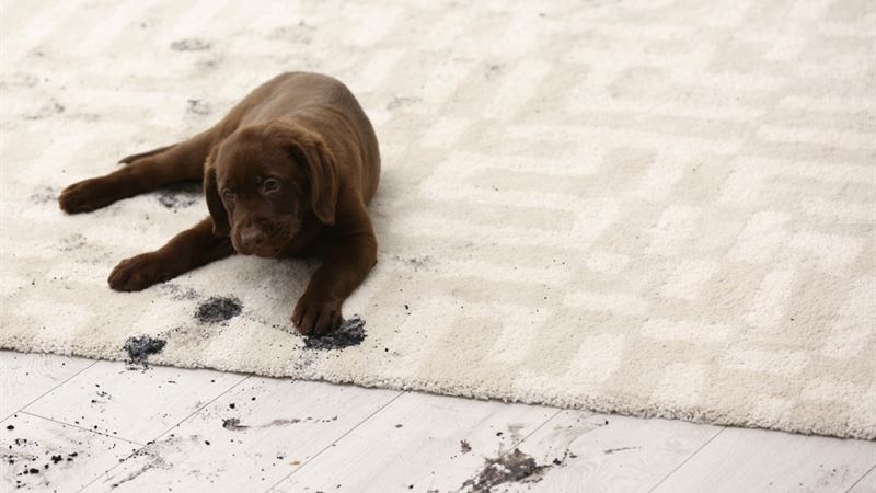 Effective Strategies for Removing Pet Stains and Odors