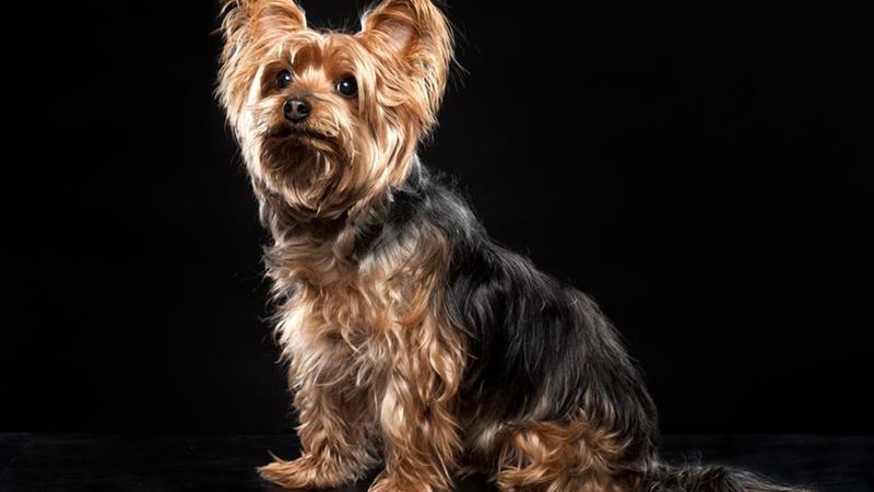 Comprehensive Guide to Purchasing a Healthy and Authentic Yorkie Puppy