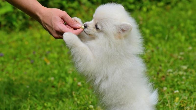 Comprehensive Guide to the Top Dog Chew Treats for Healthy and Happy Pets