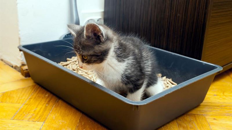 Essential Factors to Evaluate Before Buying an Automatic Cat Litter Box