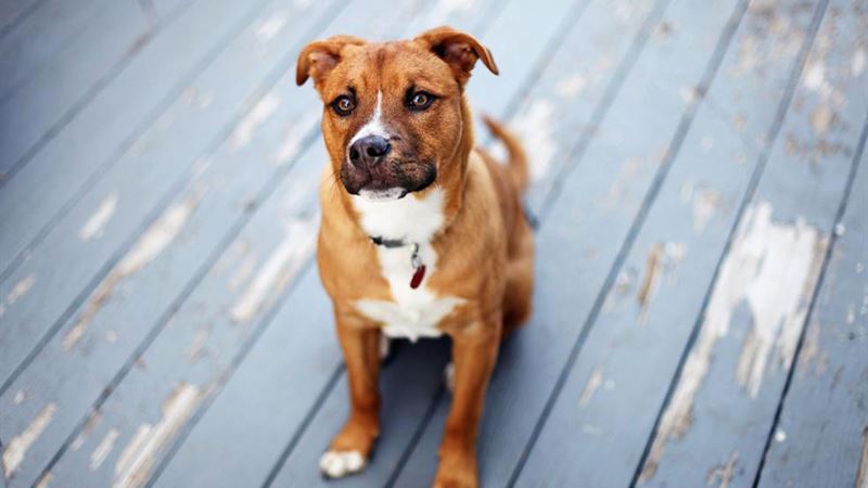 Essential Factors to Consider Before Adopting a Pet