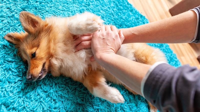 Comprehensive Guide to Recognizing Pain Symptoms in Pets and Managing Their Discomfort