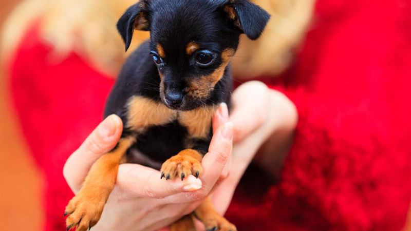 Effective Strategies for Eliminating Fleas from Pets