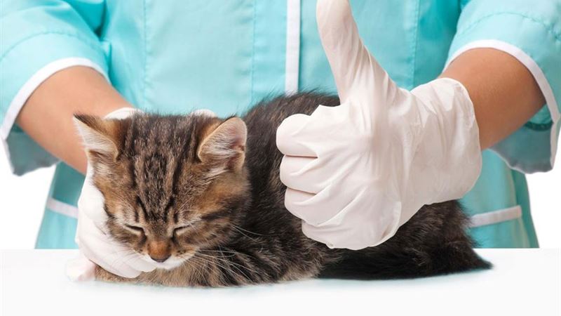 The Essential Guide to Investing in Comprehensive Pet Insurance for Your Beloved Companions