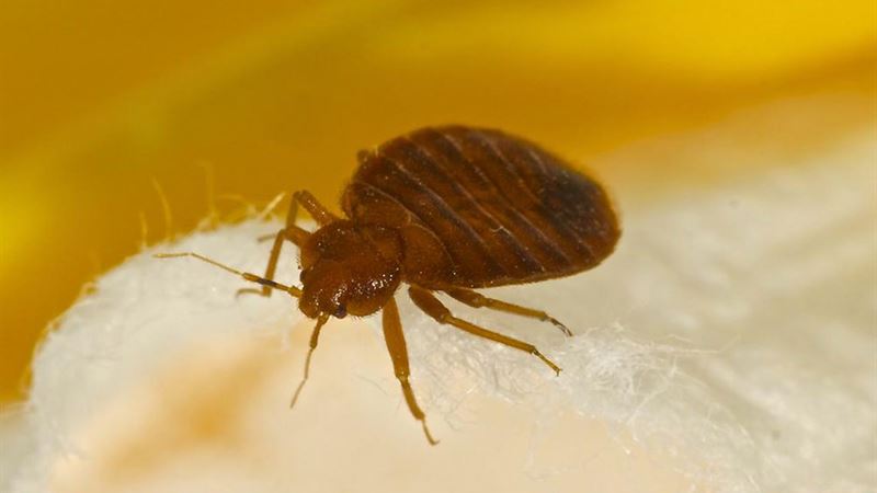 Recognizing the Key Indicators of Bed Bug Infestation