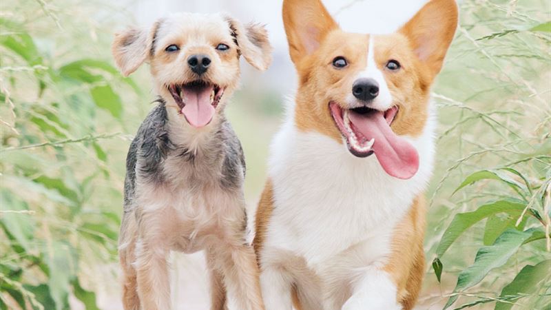 Effective Strategies for Maintaining a Vibrant and Healthy Dog Coat