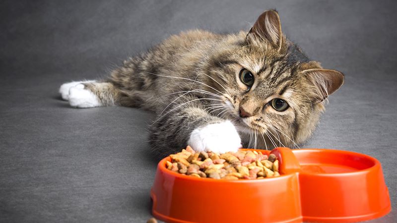 Essential Nutritional Choices for Cats with Sensitive Skin: A Comprehensive Guide