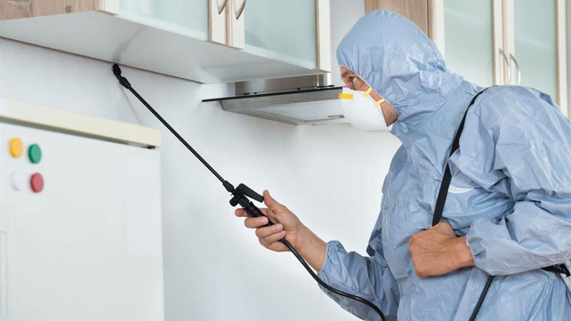 Top 4 Leading Local Pest Control Service Providers in Your Area