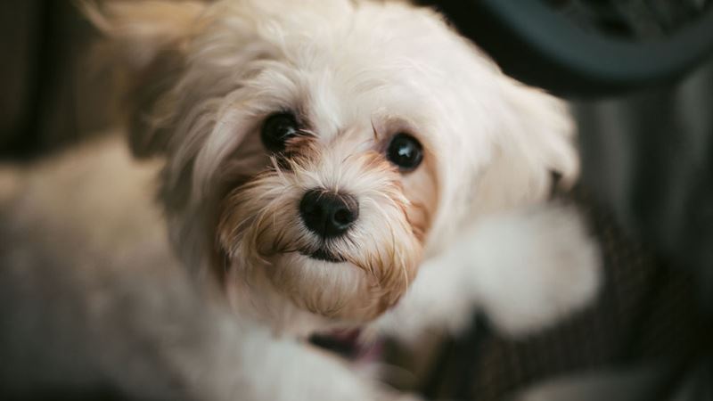 Essential Guide to Training Your Shih Tzu: Tips for a Well-Behaved Companion