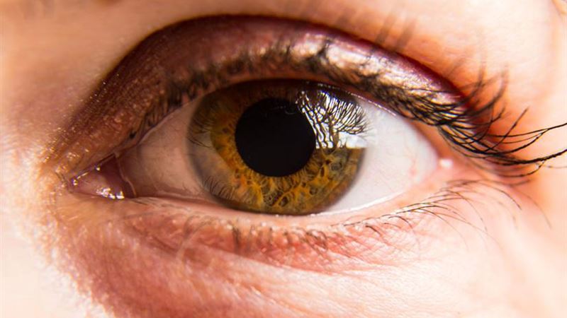 Essential Foods for Optimizing Eye Health and Vision Support